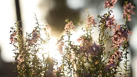 027 SDA Hymn - Rejoice Ye Pure In Heart (Singing w...
