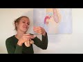Körper-Basics: Männliche Geschlechtsorgane