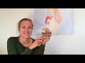 Körper-Basics: Männliche Geschlechtsorgane