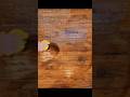 Hardwood Floor Repair: Localized area stain touch up and color correction. 