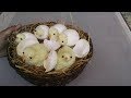 Baby Chicks Birth Hatching