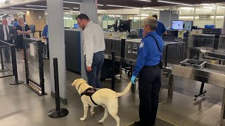 What is it like to go through TSA with a service animal?