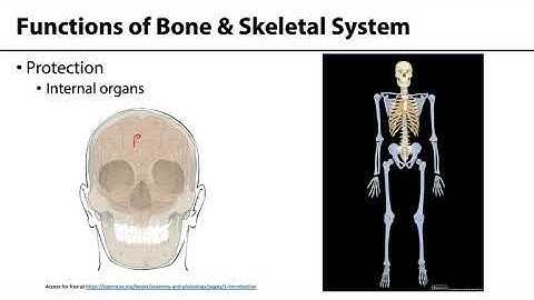 MSK Skeletal System Basics - Functions of Skeletal System