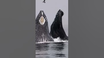 cá voi xanh khổng lồ bắt mồi