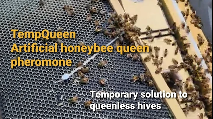 TempQueen video#1 artificial pheromone tested until new queen arrived.