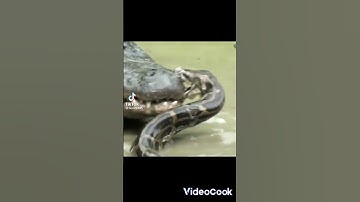 Today, is the😎 best video🌹 #short #video #shote #viral #shorts #youtubechannel