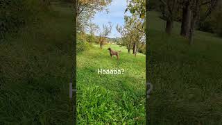 #hund #funny #dog #viral #shortsvideo #shortsviral #cutedog #shortsfunny #shorts #reel #funnyreel