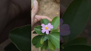 Ora pro-nobis da flor rosa linda