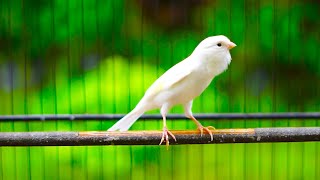 Suara Burung Kenari gacor Panjang Cuit Cuit Ngerol Cengkok Rapat Cocok Untuk Masteran PAUD