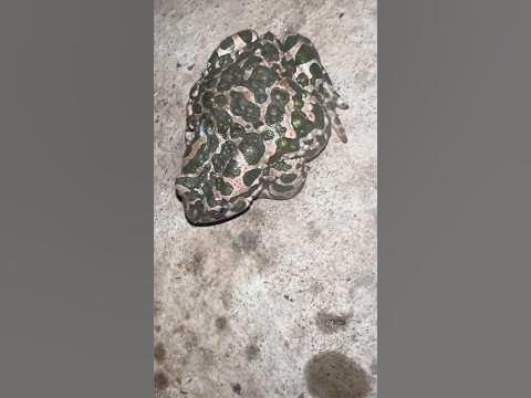 Жопка жабы - YouTube