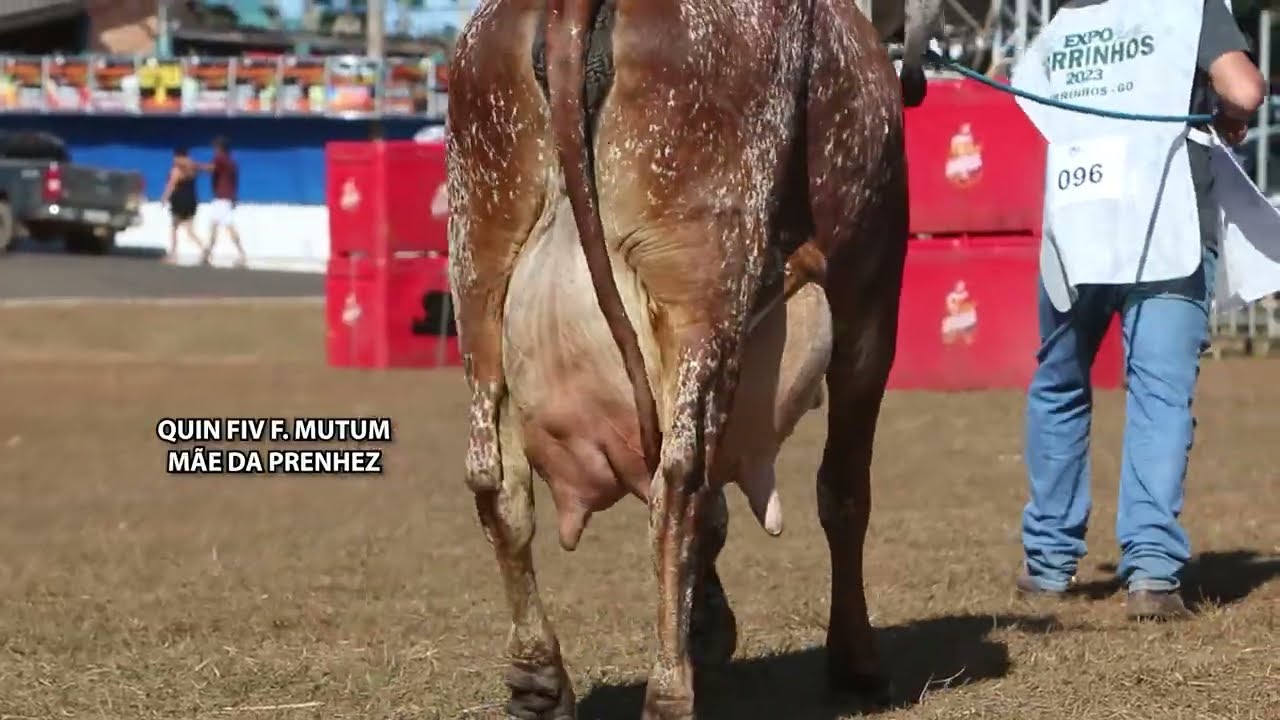 LOTE 02   QUIN FIV F  MUTUM