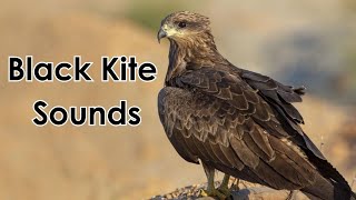 Discover the Unique Sounds of the Black Kite