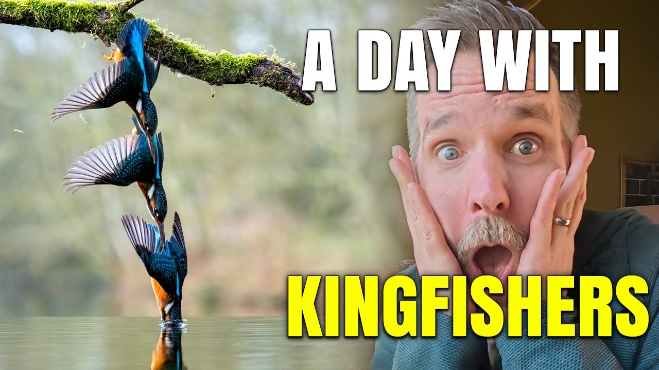 Photographing Kingfishers at Staffordshire Wildlife Hides | UK Bird Photography