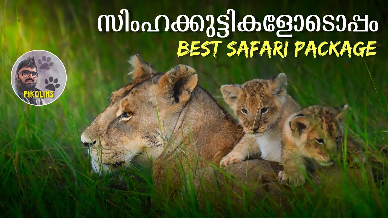 Story about Lion cubs and Cheetah | Best Wildlife Safari in Masai Mara, Africa