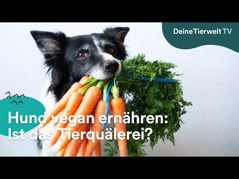 Video: Können Hunde Mit Einer Veganen Ernährung Gedeihen?