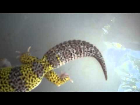 morphemes pdf Leopard Geckos for sale!!! (Sold)