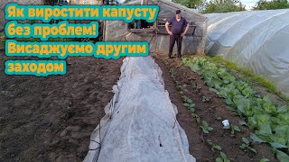 Як виростити капусту без проблем! Висаджуємо другим заходом