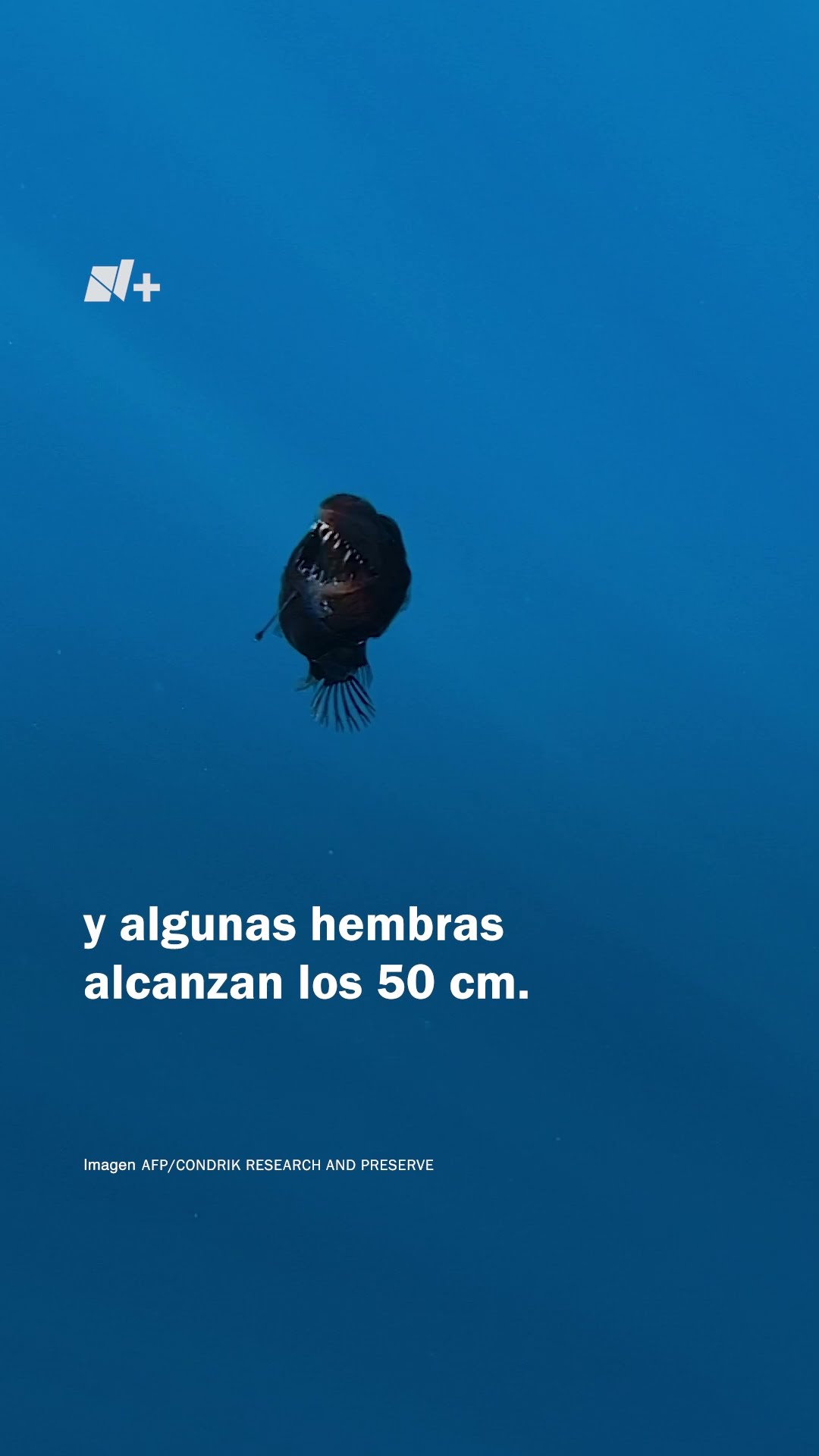 Este es el verdadero tamaño del pez diablo negro - N+ #Shorts