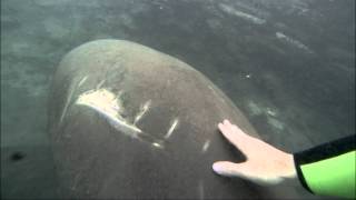 Pet Manatee