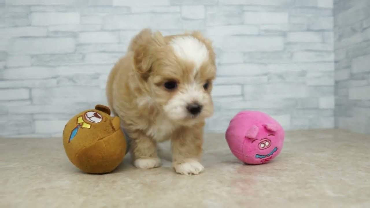 当店出産 Kikuchi Pet 仔犬仔猫 No 241 ミックス犬 父 マルチーズ 母 トイ プードル 女の子 アプリコット ホワイト 21 12 18産まれ Youtube