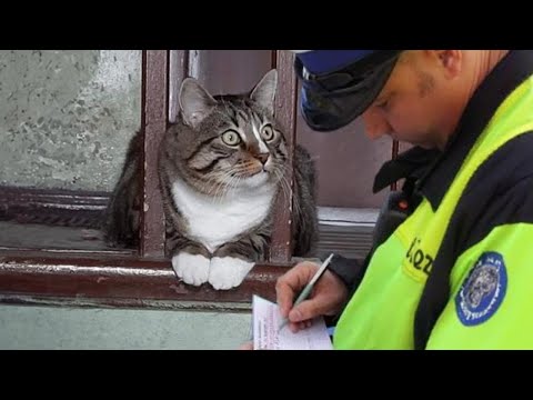 Cute CATS And OWNERS Awesome Friendship - Funny Animal Videos 2023 😅