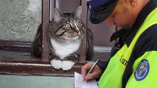 Cute CATS And OWNERS Awesome Friendship  Funny Animal Videos 2023