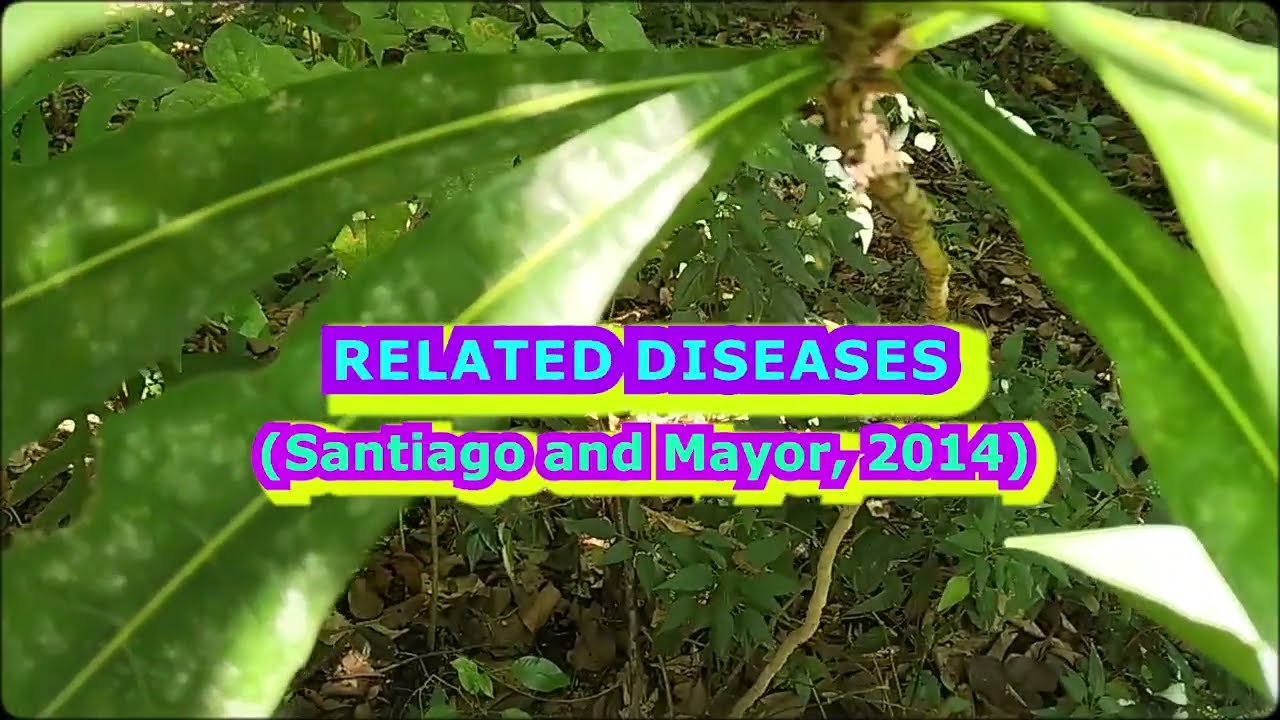 A tree that can help prevent the occurrence of oxidative stress-related diseases