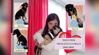 3 Trucos para enseñarle a tu PERRO 🐕 Para que fortalezcan su VÍNCULO 🥰 emocional....