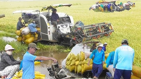 máy cắt 105 cắt lúa ô em bị ngập nước công 600K giá lúa bán 600₫K tập33# maibangtv 