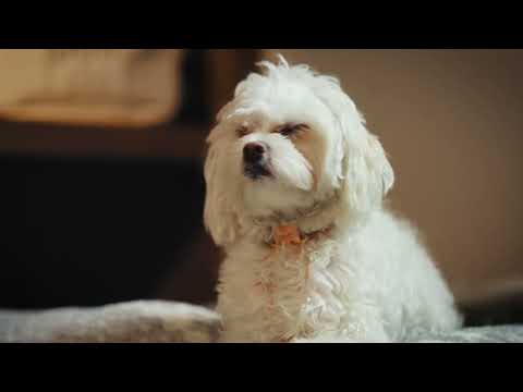 How to eliminate pet odors - video from Azuna