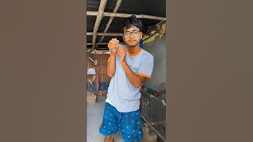 জাভা পাখির বাচ্চাগুলোকে আলাদা খাঁচায় শিফট করেদিলাম বন্ধুরা🐦🥰#Shorts #viralshorts #java #birds