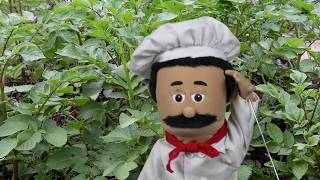 Walking In The Garden Easy Songs For Kids