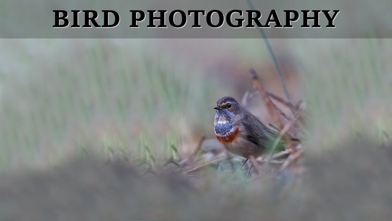 BIRD PHOTOGRAPHY - Vlog Riserva della Sentina