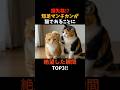 【猫失格!】 短足マンチカンが猫であることに絶望した瞬間TOP3‼#猫 #ペット #雑学