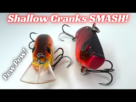 Don't Overlook These Shallow Running Crankbaits! They SMASH'EM In