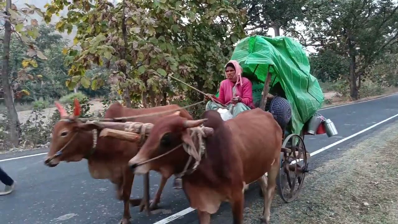 गवळी समाजाची भटकंती