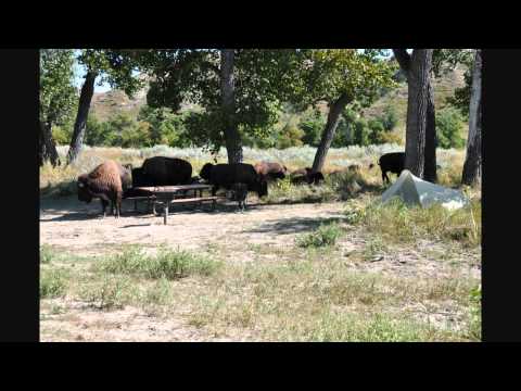 Vidéo: Un guide du parc national Theodore Roosevelt du Dakota du Nord