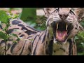 Дымчатый леопард – саблезубый призрак леса. Хищный древолаз с огромными клыками!