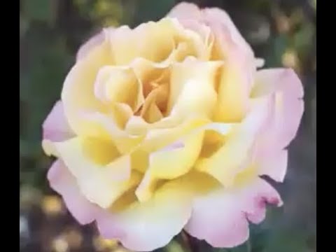 Vídeo: Plantas de amsônia para jardins: aprenda sobre diferentes variedades de amsônia
