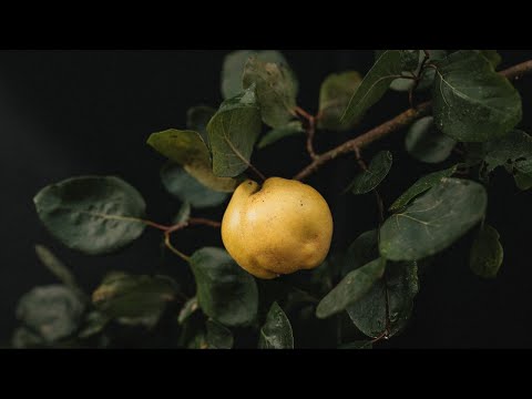 Видео: Хинин ургамлыг ургуулах нөхцөл: Зэрлэг хинин арчилгааны талаар илүү ихийг мэдэж аваарай