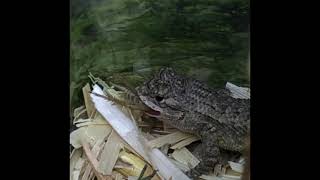 Baby lizard catches and eats a juicy cricket