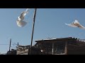 #Широкохвостые #Голуби.    Голуби Гусейнова Теймура! Подняли голубей!21.05.20г