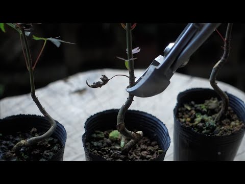 Bonsai diary】 モミジの素材作り‐山採り苗 2年目（2） ♯288 - YouTube