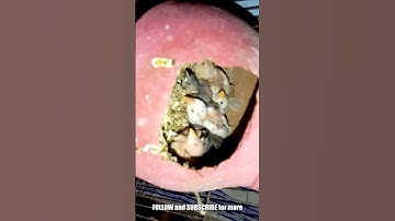 JAVA ke bache kaise hote hain #shorts #ytshorts