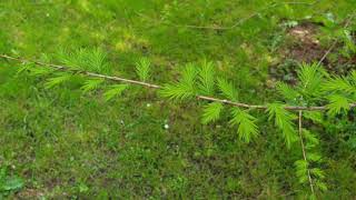 Taxodium distichum tisovec dvouřadý