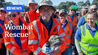 Wombat Rescue launches pilot program in the ACT to fight mange | ABC NEWS