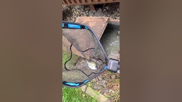 PLUSINNO Floating Fishing Net Review, Nice portable net!