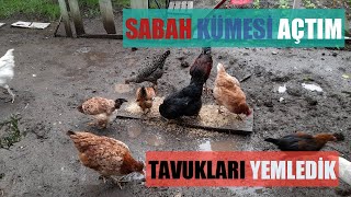 Sabah Tavuklari Yemledi̇k