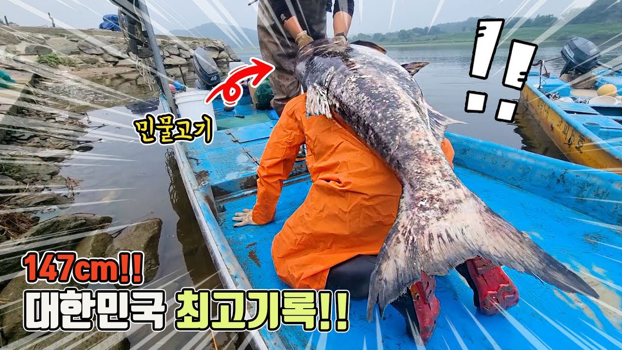 한국 신기록 147.5cm! 임진강 전설의 몬스터피쉬가 잡혔는데 말이 안나옵니다 정말 ㄷㄷ 이런게 실존했네요...