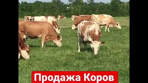 Оптовые продажи на экспорт из России 🇷🇺🇷🇺🇷🇺💪🔥 порода Симментал